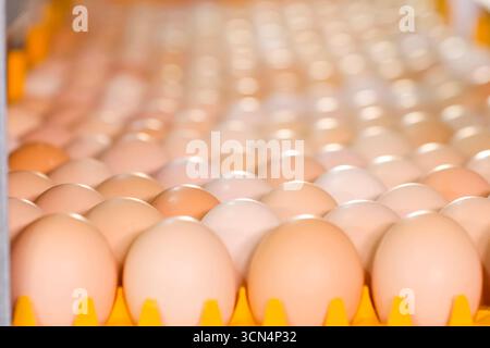 Endless rows of chicken eggs on conveyor. Stock Photo