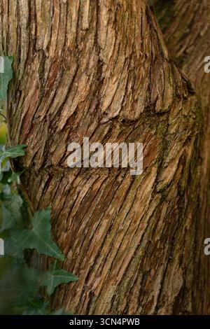 Vertical view of bark of cedar tree texture background Stock Photo