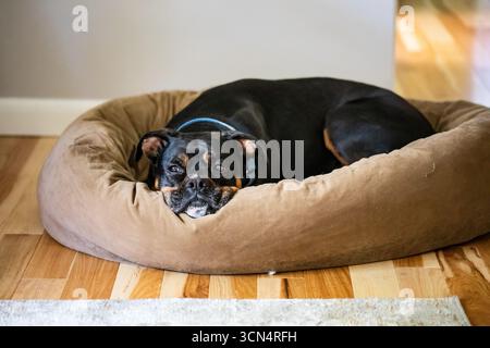 A boxer mix dog lying on a bagel dog bed in a home Stock Photo