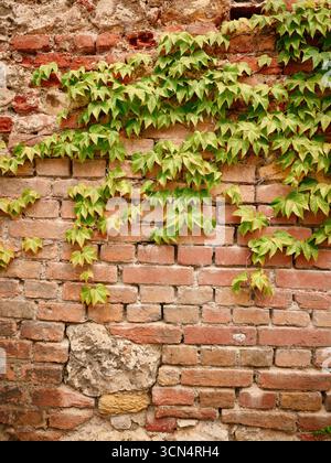 Green ivy climbing old brick wall in ingolstadt, germany Stock Photo