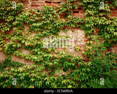 Green ivy climbing on old brick wall in ingolstadt, germany Stock Photo
