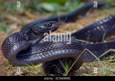 Big black boiga snake attack aggressively Stock Photo