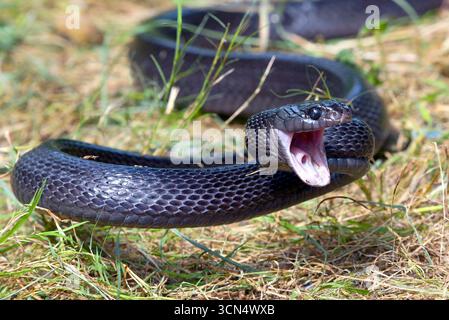 Big black boiga snake attack aggressively Stock Photo