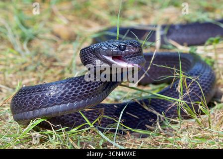 Big black boiga snake attack aggressively Stock Photo