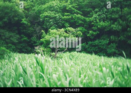 Blurred shot of tree in grass field, Kamakura, Japan Stock Photo