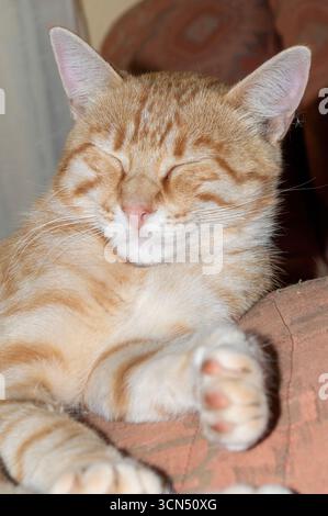 Close up portrait of a ginger tabby cat sleeping peacefully with closed eyes. Stock Photo