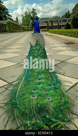 Peacock walking on a tiled path with its colorful tail feathers displayed, in a park setting. Stock Photo