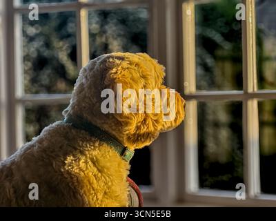 Dog waits for master to return Stock Photo