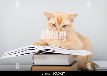 Burmese cat sitting on table with open book lying on stack of other books. Smart pet with books against blue wall with copy space Stock Photo