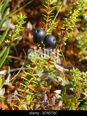 Wild black crowberry among green moss on swamp closeup macro Stock Photo