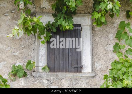 View of a weathered stone wall embracing a dark, wooden shuttered window, framed by vibrant green vines in Contrada Frattura, Frattura Vecchia, Abruzzo, Italy. Stock Photo