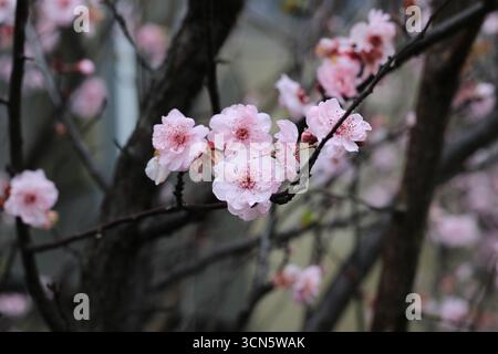 The delicate pink blossoms of a Prunus mume, commonly known as the Japanese apricot. The photo was taken after the heavy rain. Stock Photo