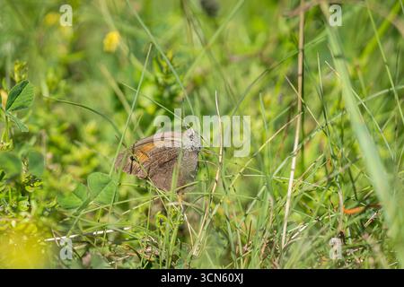 Meadow Brown butterfly (Maniola jurtina) with closed wings and perched on blade of grass. Meadow Brown Butterfly, Maniola jurtina Underside. Stock Photo