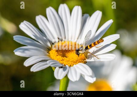 France - Toulouse - Long Hoverfly (Sphaerophoria scripta) - slender yellow‑banded male resting on daisy disc, wings shorter than body Stock Photo