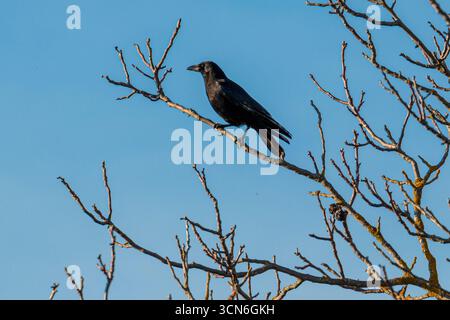 France - Toulouse - Carrion Crow (Corvus corone) - A sleek black crow perched on a tree branch Stock Photo