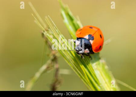 France - Toulouse - Seven-spot Ladybird (Coccinella septempunctata) - Resting on a green plant stem Stock Photo