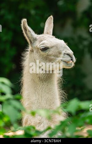 Llama, (Lama glama), vertical head portrait Stock Photo