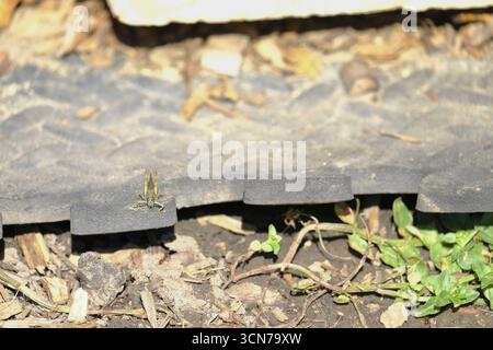 Field grasshopper (Chorthippus brunneus) resting on recycled rubber edging in a garden allotment. Stock Photo