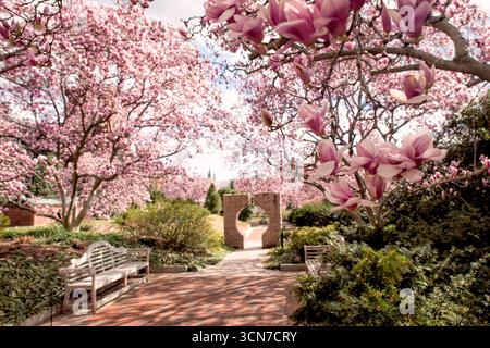 Enid A Haupt Garden Spring Magnolias Washington DC | WASHINGTON D.C., United States — Saucer magnolias in full spring bloom frame a brick path leading to the pink-granite moon gate of the Moongate Garden, part of the Enid A. Haupt Garden south of the Smithsonian Castle. The Asian-inspired design draws on Beijing's Ming-dynasty Temple of Heaven, its paired granite moon gates flanking a square reflecting pool. Stock Photo