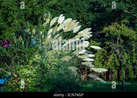 Pampas grass with feathery plumes, set against lush green foliage and trees swaying in the breeze in Castle Park, Bishops Stortford, England Stock Photo