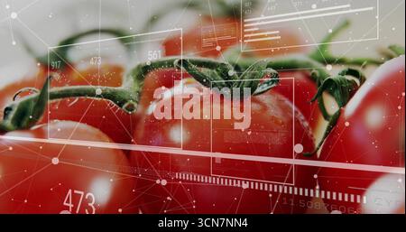 Showing ripe red tomatoes on vine with droplets in closeup with digital overlay showing data stats Stock Photo