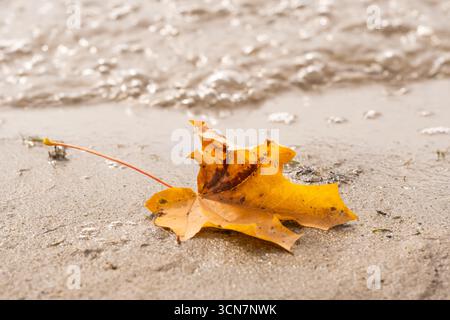 Fallen yellow maple leaf on sand beach in autumn Stock Photo