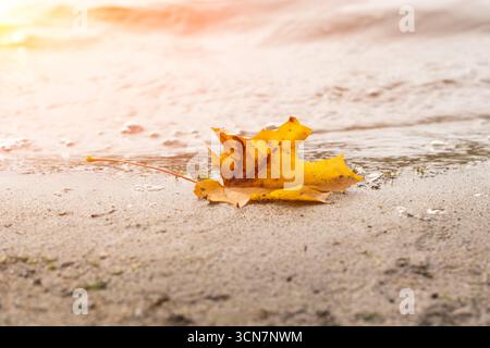 Yellow maple leaf lying on sand in rain. Autumn concept Stock Photo