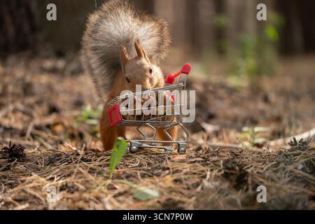 A small brown squirrel pushes a miniature shopping cart filled with nuts through a forest floor covered in pine needles and leaves. Stock Photo