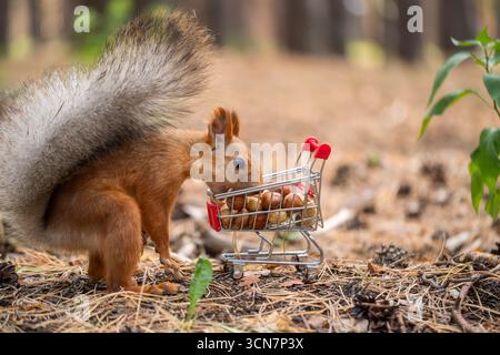 A red squirrel pushes a miniature shopping cart filled with nuts in a forest setting. Pine needles and cones are scattered on the ground. Stock Photo