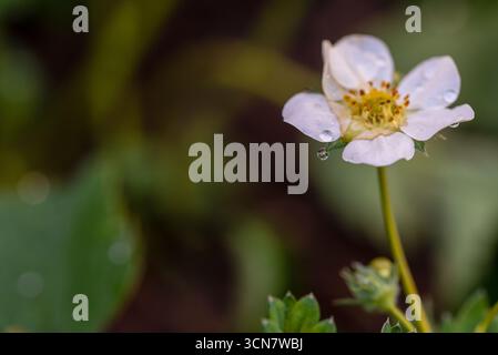 A white flower with dew drops on it. The flower is in a field with green grass Stock Photo
