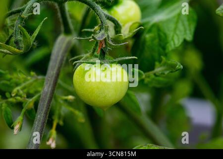 A macro view of young green tomatoes on the vine surrounded by leaves and stems. Stock Photo