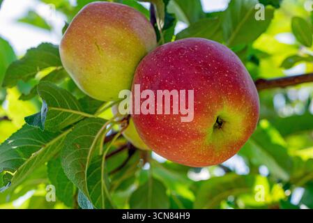 Two apples hanging from a tree. One is green and the other is red. The apples are ripe and ready to be picked Stock Photo