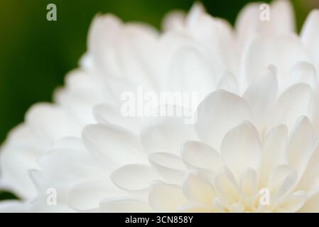 A close up of a white flower with a green background. The flower is the main focus of the image, and it is a dainty and delicate blossom. The green ba Stock Photo