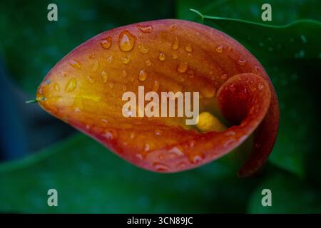 Orange Calla Lily, Zantedeschia, lily, flowering, potted plant outside in a cottage garden, beautiful, lush, luxurious Stock Photo