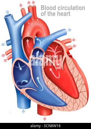 Illustration of the blood circulation of the heart. The flow of deoxygenated blood goes from the venae cavae to the right atrium and passes through the tricuspid valve to the right ventricle
