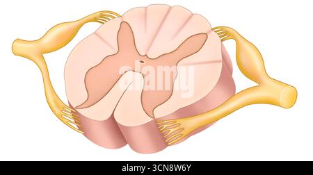 nerve pathways in the human body illustration 05 Stock Photo - Alamy