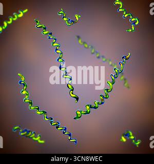 Syphilis Structure Treponema pallidum. Illustration of spiral-shaped bacterium causing ...