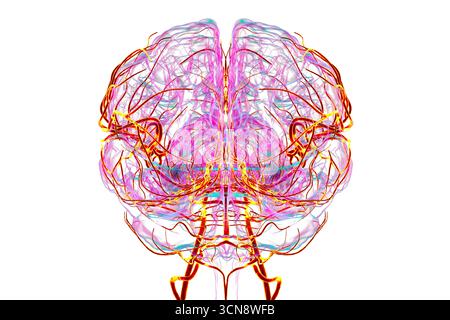Illustration of the arterial blood supply of the human brain with ...