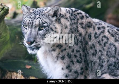 Close up of a snow leopard (Panthera uncia) resting beside a log Stock Photo