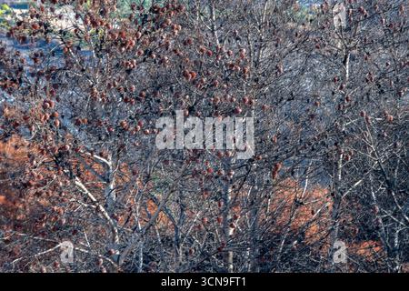 close-up abstract image of burnt woodland and trees following the summer wildfires and forest fires on the Greek Ionian islands Stock Photo