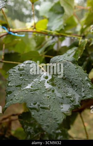 Close-up of fresh green grapevine leaves covered in rain drops after rainfall. Stock Photo