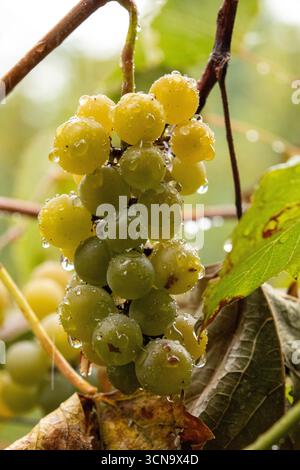 Close-up of fresh green grapes growing on a vine in natural sunlight. Stock Photo
