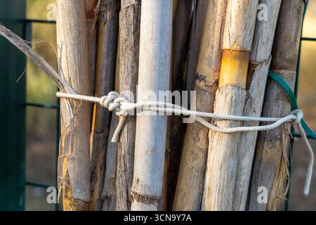 A bundle of reeds is tied together with a rope. The wood is brown and has a rough texture. The rope is white and is tied in a knot. The scene has a ru Stock Photo