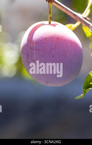 Ripe black plums on a tree branch in a field in Salamanca, Spain Stock Photo