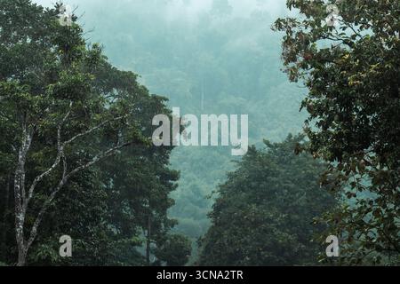 A misty and atmospheric shot of a lush, dense tropical rainforest. Tranquility and the raw beauty of nature concept. Stock Photo