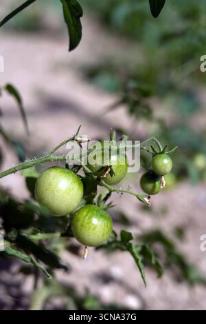 A vibrant close-up of a small cluster of five green tomatoes on a vine, with a few dry leaves in the background and soft bokeh Stock Photo