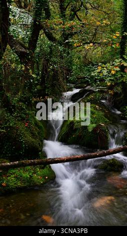 Hillside stream, in motion blur, flowing through oak woodland with vibrant green grasses, ferns and moss covered trees and rocks. Stock Photo