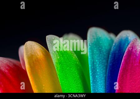 A close up of a flower with its petals open and droplets of water on it. The flower is multi-colored and has a rainbow effect Stock Photo