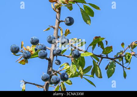 10 Seeds – Prunus Spinosa (Blackthorn / Sloe) Tree, Fruit Berries For Gin Or Hedgerow