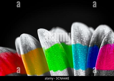 A close up of a flower with rainbow colored petals. The colors are bright and vibrant, creating a sense of joy and happiness. The image is a beautiful Stock Photo